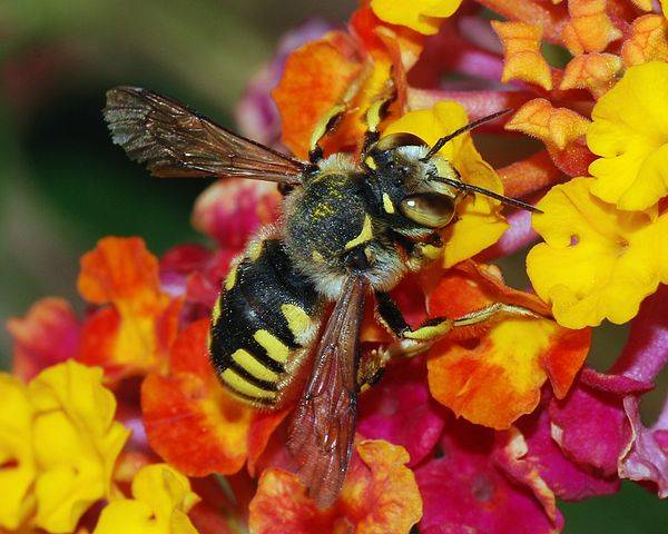 El mutualismo favorece la biodiversidad cuando la competencia directa es débil