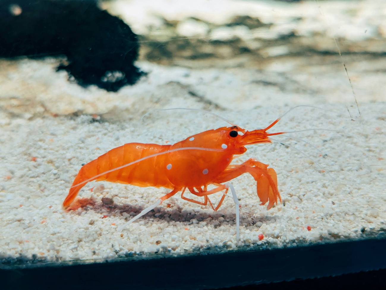 El origen de los camarones sugiere una nueva hipótesis de la evolución de la biodiversidad