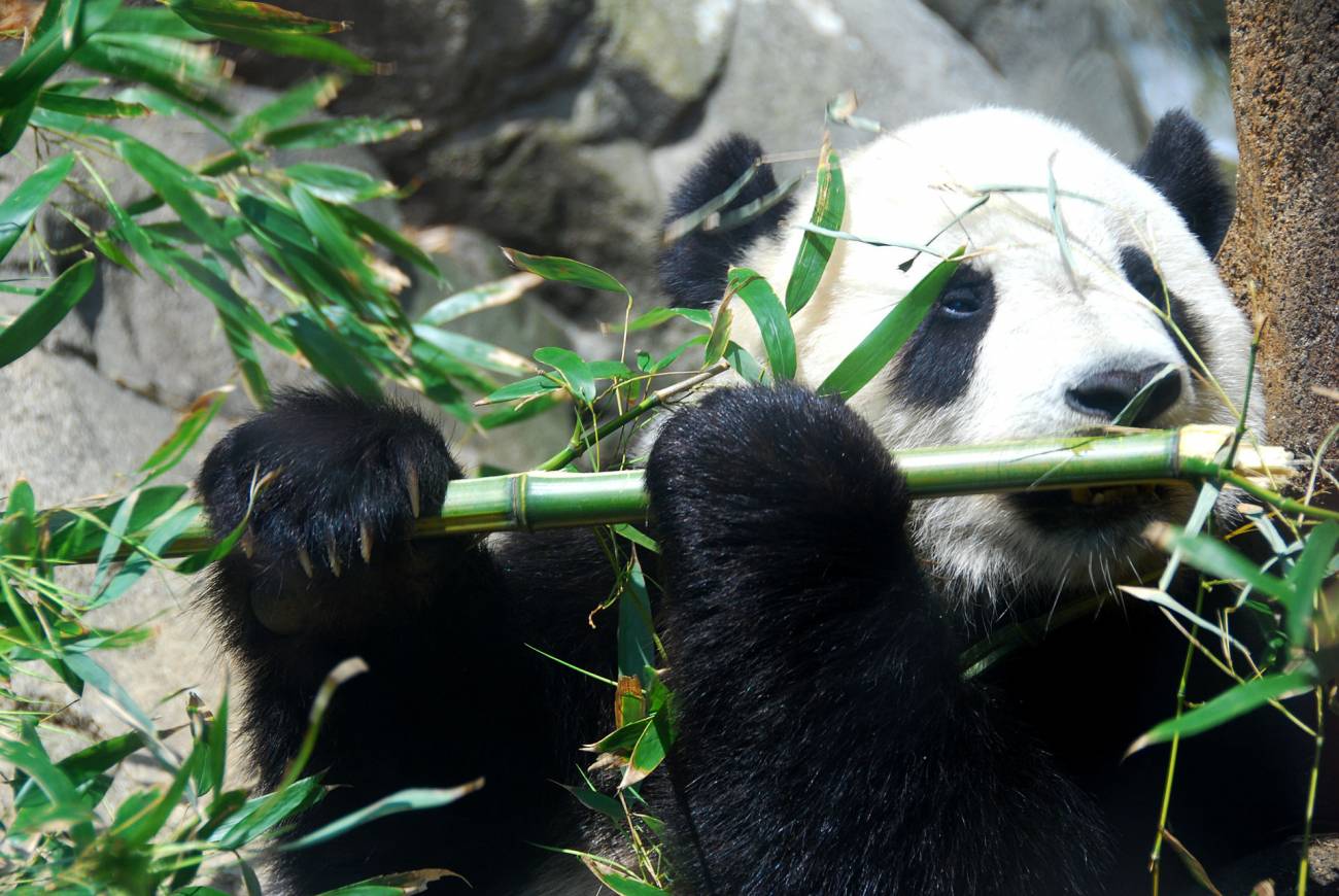 El origen del falso pulgar del panda se relaciona con la locomoción