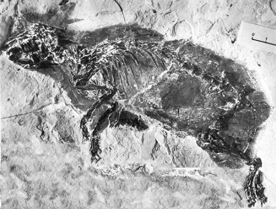 Prolagus o pika gigante del Mediterráneo