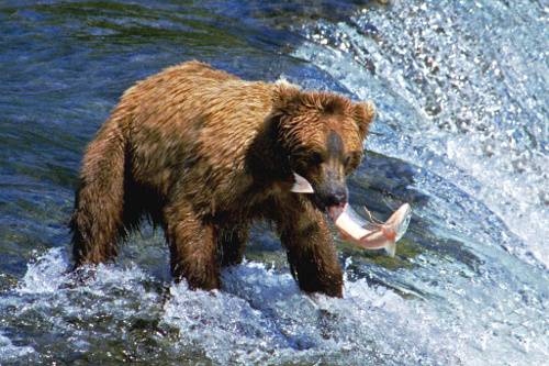 El oso pardo, un depredador más implacable de lo que se creía