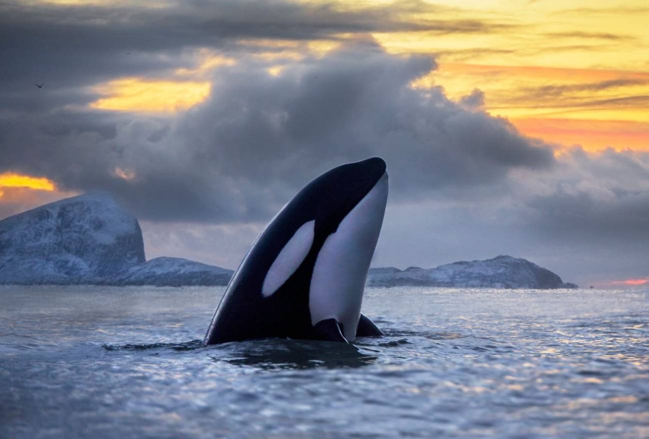 El persistente asesino de las orcas se llama PCB