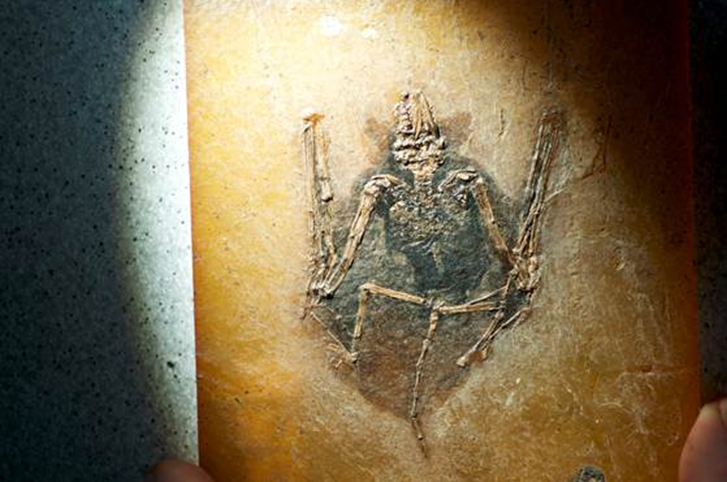El pigmento de los fósiles revela el color de mamíferos extintos