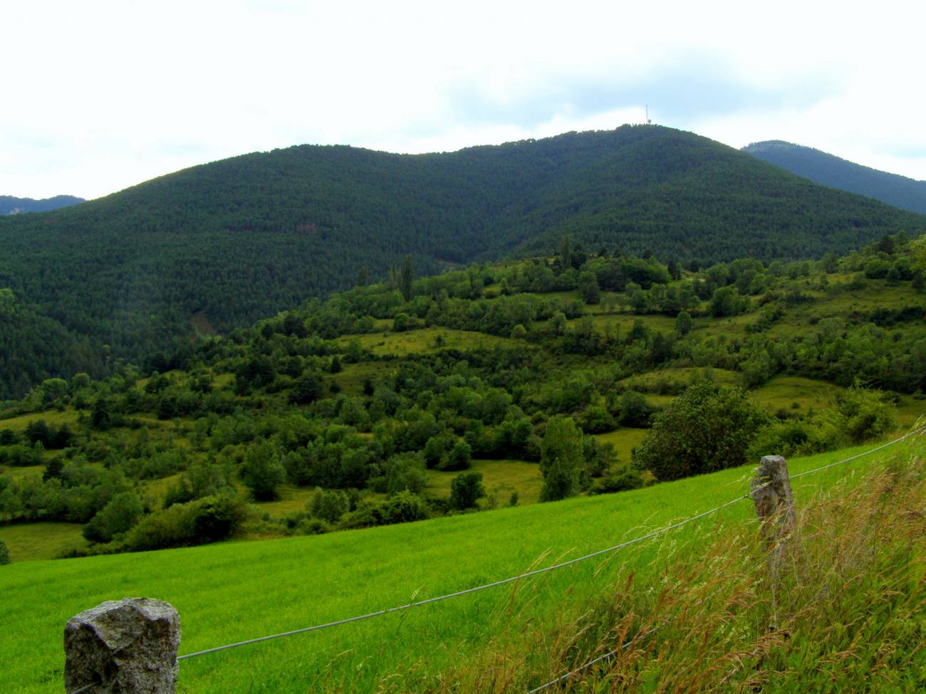 El pino negro se ha extendido por 9.000 nuevas hectáreas del Pirineo catalán en los últimos 50 años