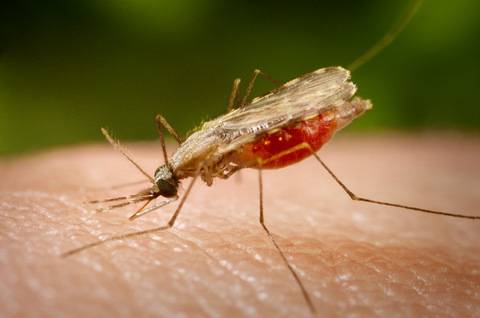 El polimorfismo cromosómico del mosquito transmisor de la malaria tiene un valor adaptativo