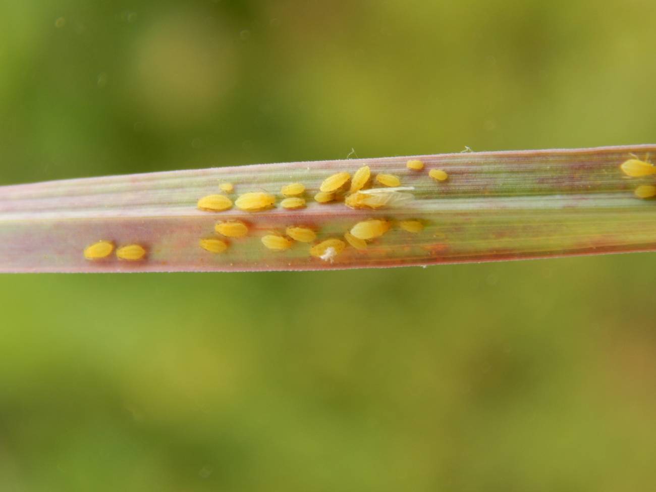 El pulgón amarillo de la caña de azúcar llega por primera vez a España