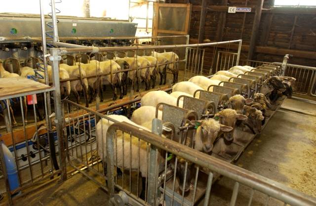 El quitosano es una alternativa  a los antibióticos promotores de crecimiento para rumiantes