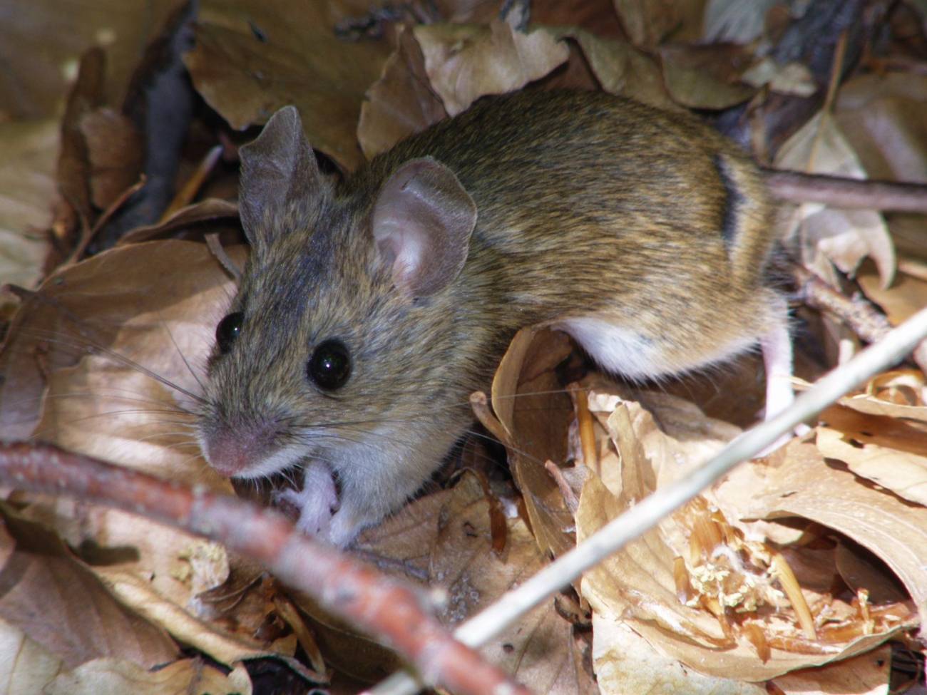 Ejemplar de ratón de campo