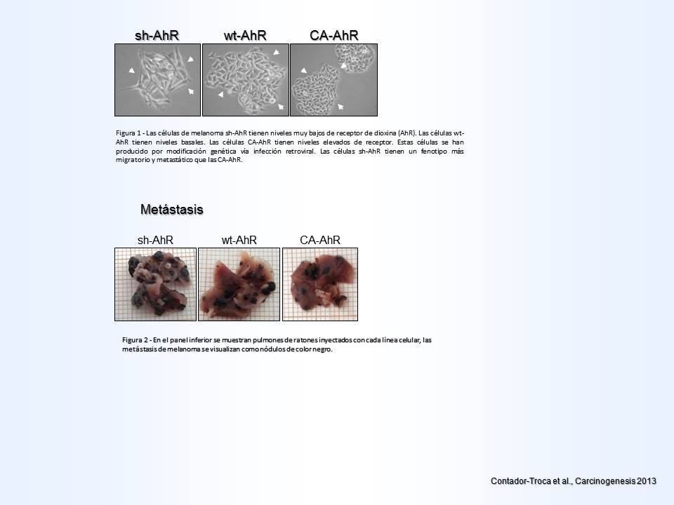 El receptor de dioxina posee efectos supresores en el desarrollo del melanoma