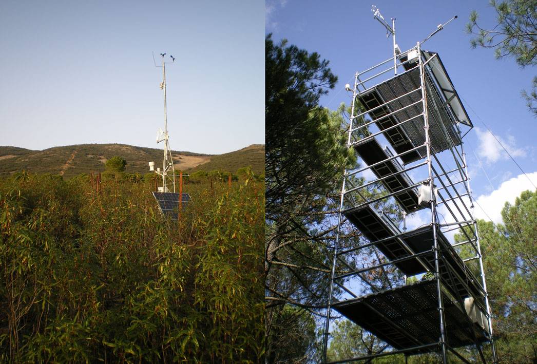 El reloj interno de las plantas puede mejorar los modelos sobre el cambio climático