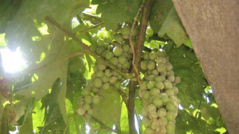 El resveratrol se halla de forma natural en frutas como las uvas o algunas plantas (imagen: CSIC). 