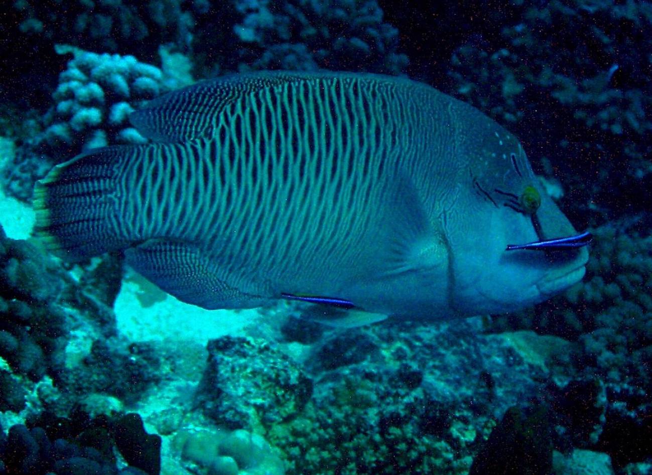 El ruido de los barcos altera la conducta de los peces limpiadores