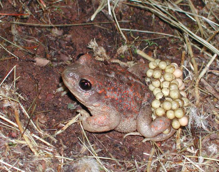 El sapo partero ibérico cría en un ambiente favorable para la propagación de su canto
