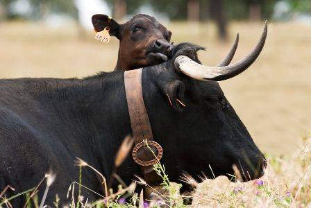 Vaca y ternero de raza Avileña-Negra Ibérica.