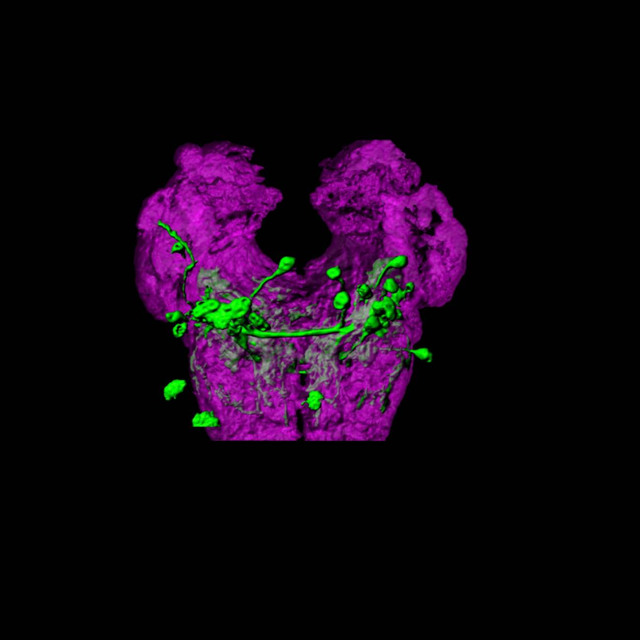 SOG Neurons