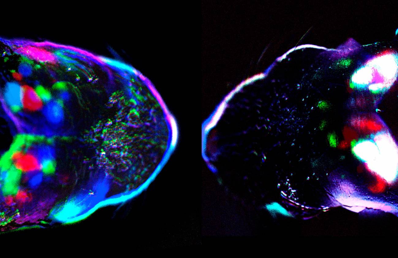 Cabezas de ratón al microscopio