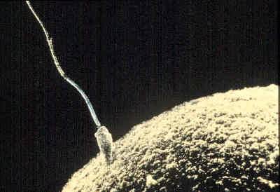 El tamaño de los espermatozoides no es lo más importante