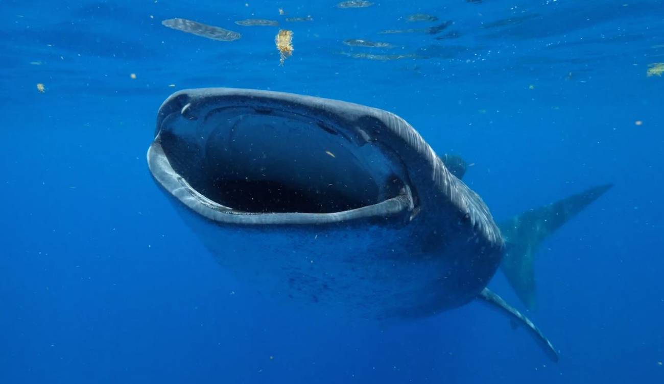 El tiburón ballena puede alcanzar los 130 años de vida