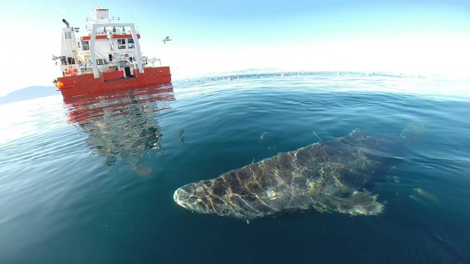 El tiburón de Groenlandia, nuevo récord de longevidad entre los vertebrados