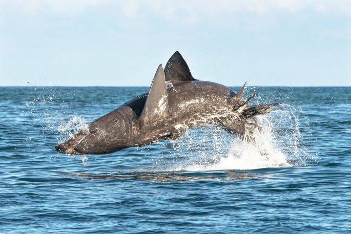 El tiburón peregrino da la sorpresa: es tan saltarín como el blanco