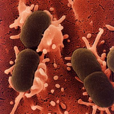 El trasplante de flora intestinal podría tratar enfermedades metabólicas y digestivas