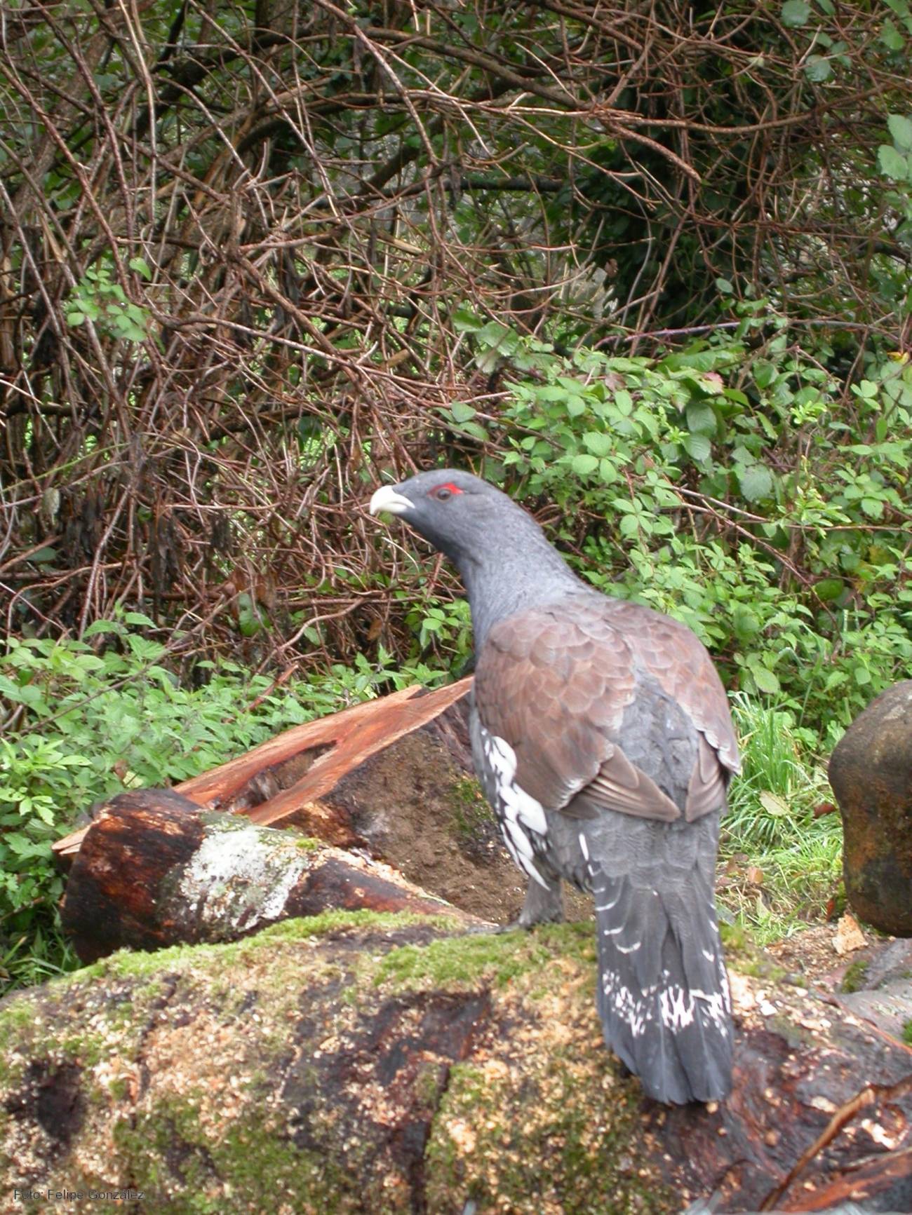El urogallo, al borde de la extinción en la parte oriental de la Cordillera Cantábrica