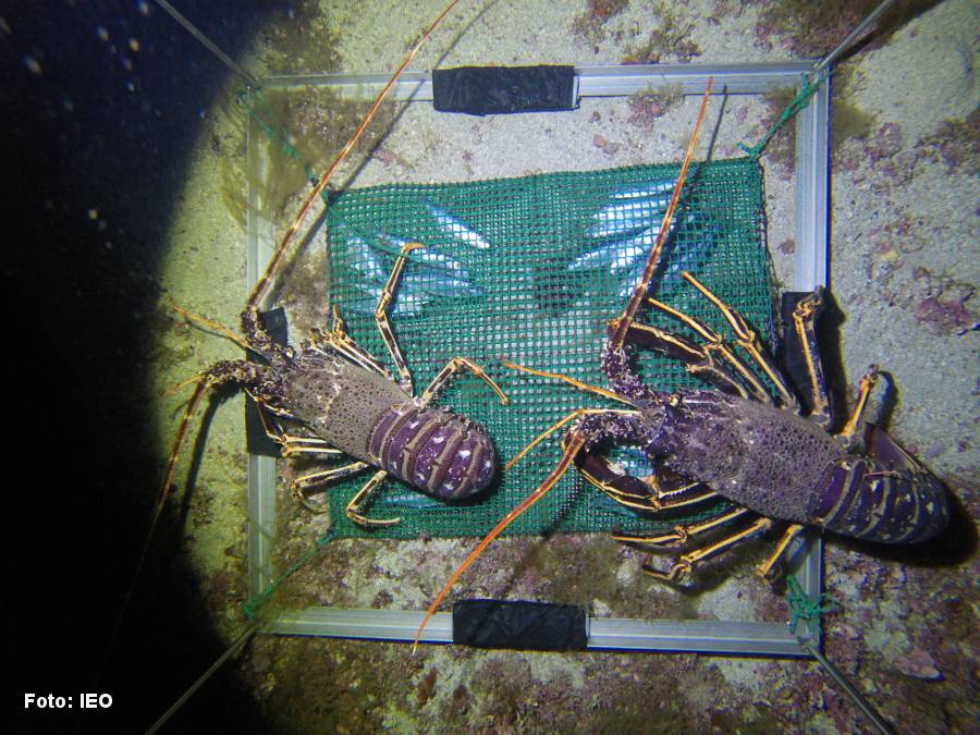El uso de vídeo no es eficaz para monitorear la abundancia de especies marinas 