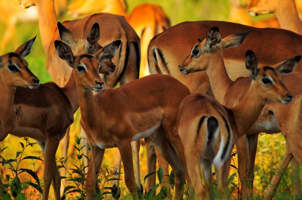 El valor de la fauna salvaje africana
