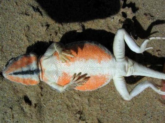 El vientre de color naranja levanta pasiones entre los lagartos