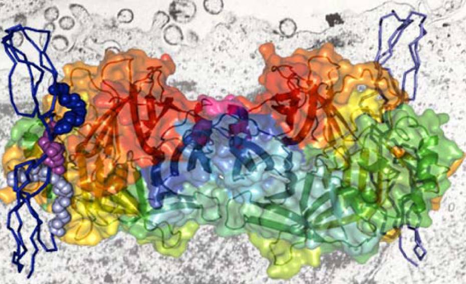 El virus del sarampión puede mutar para variar su forma de infectar al organismo