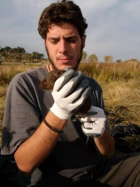 Tras la llegada de la especie invasora, la rata de agua y el musgaño de Cabrera han desaparecido en el 40% de las zonas que habitaban