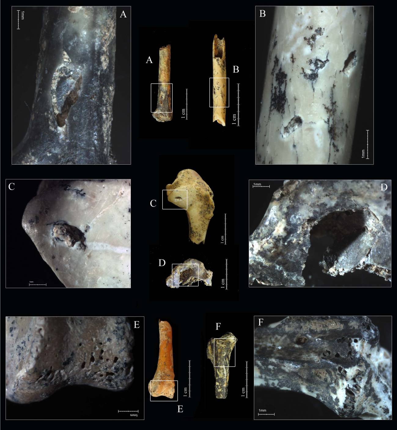  El yacimiento de la Grotte des Barasses II aporta nuevos datos sobre las aves del Paleolítico medio