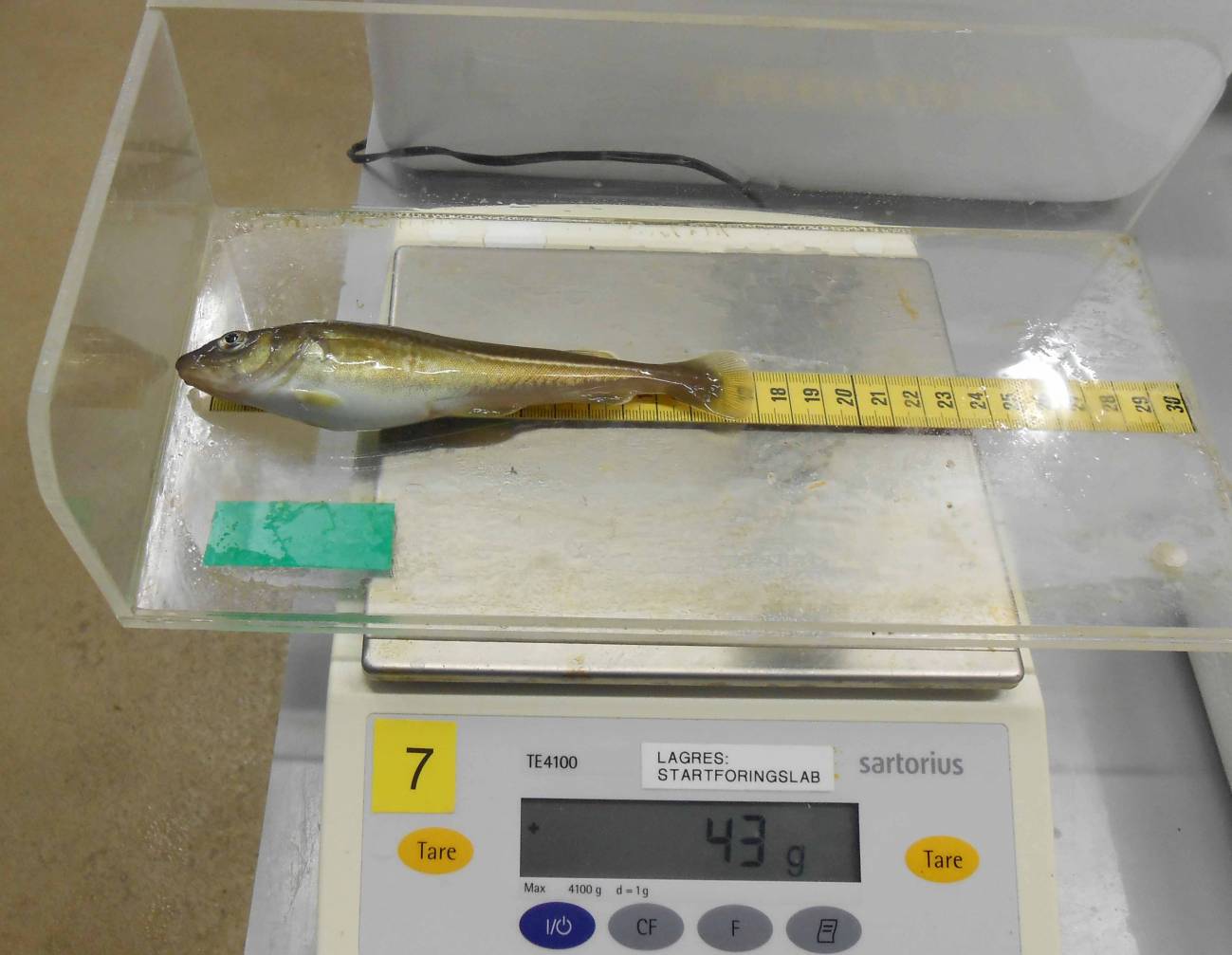 Elaboran un pienso que reduce el estrés en el bacalao y mejora su crecimiento 