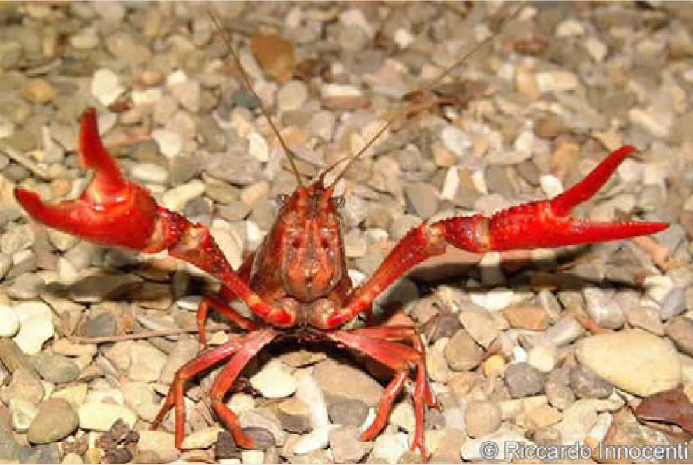 En Europa habitan 11.000 especies invasoras