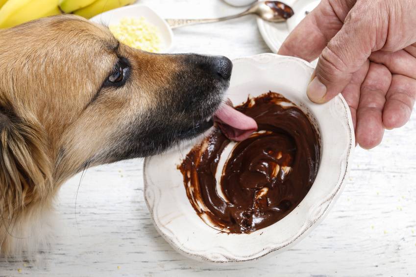 En Navidad se cuadriplica el riesgo de que tu perro se intoxique por chocolate