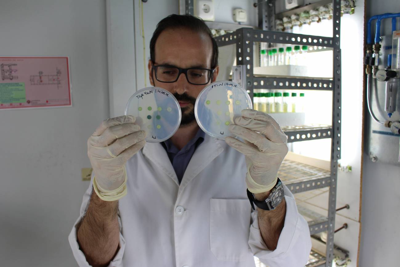 Encontrado un mecanismo de defensa utilizado por las plantas para superar el estrés