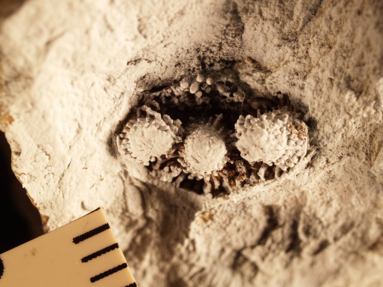 corales palaeacis