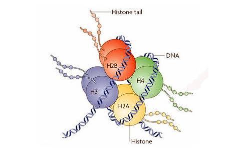 Entender el origen molecular de las marcas epigenéticas
