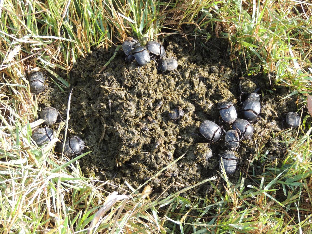 Escarabajos ‘zombis’ por comer heces con ivermectina 
