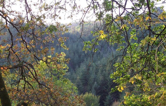 España destinará 25 millones de euros en 2010 a reducir las emisiones de CO2 por la deforestación 