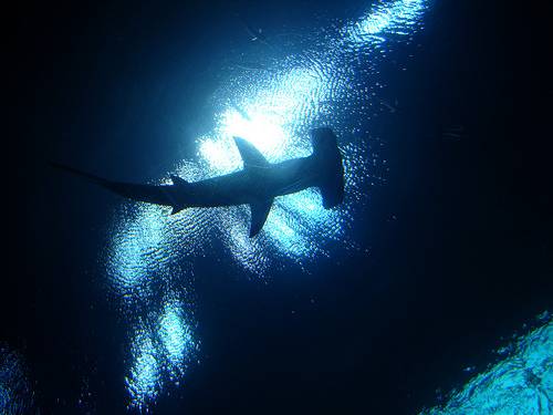 España, primer país europeo en prohibir la pesca de tiburones martillo y zorro