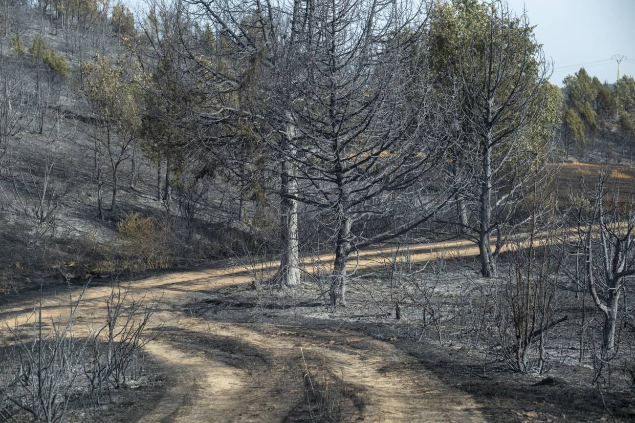 España se convierte en el país de la UE con más superficie forestal quemada 
