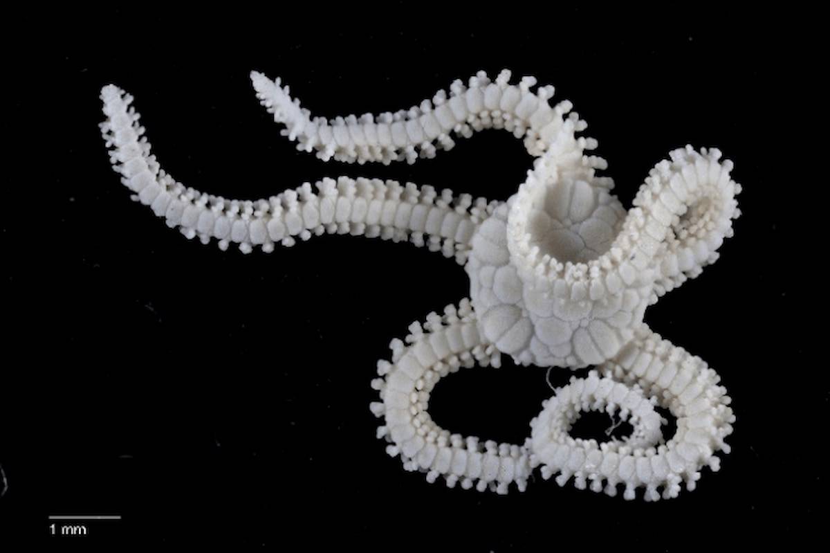 Amphipholis linopneusti, especie de ofiuroideos estudiada en la investigación procedente de Nueva Caledonia / C.Harding