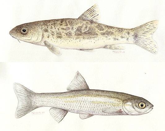 Especies invasoras: la mayor amenaza para los peces de la cuenca mediterránea