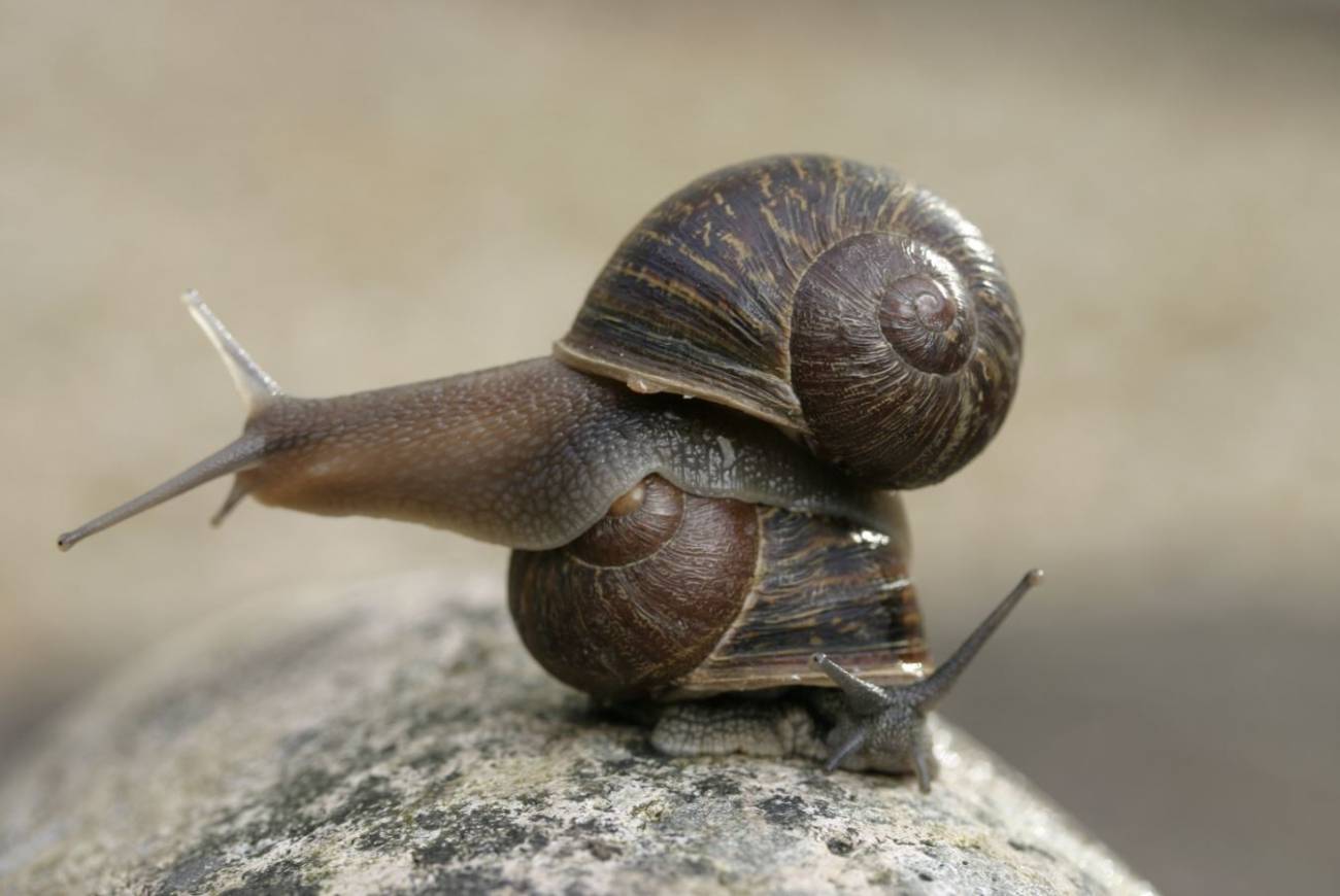 El caracol Jeremy