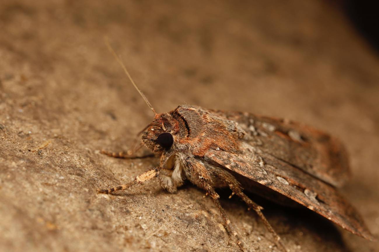 Esta polilla australiana se orienta gracias a las estrellas