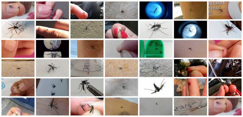 Esta primavera ha registrado el mayor número de mosquitos tigre de los últimos cinco años 