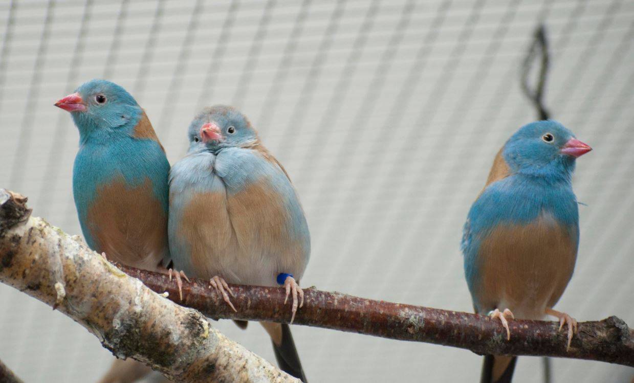 Estas parejas de aves desatan su pasión ante los demás