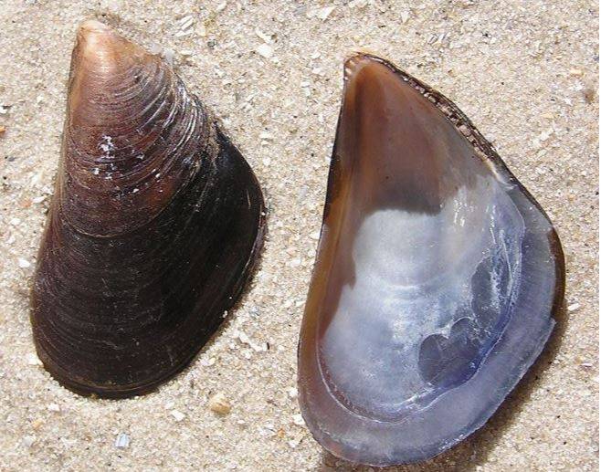 Estas son las especies invasoras que amenazan la biodiversidad de la Antártida