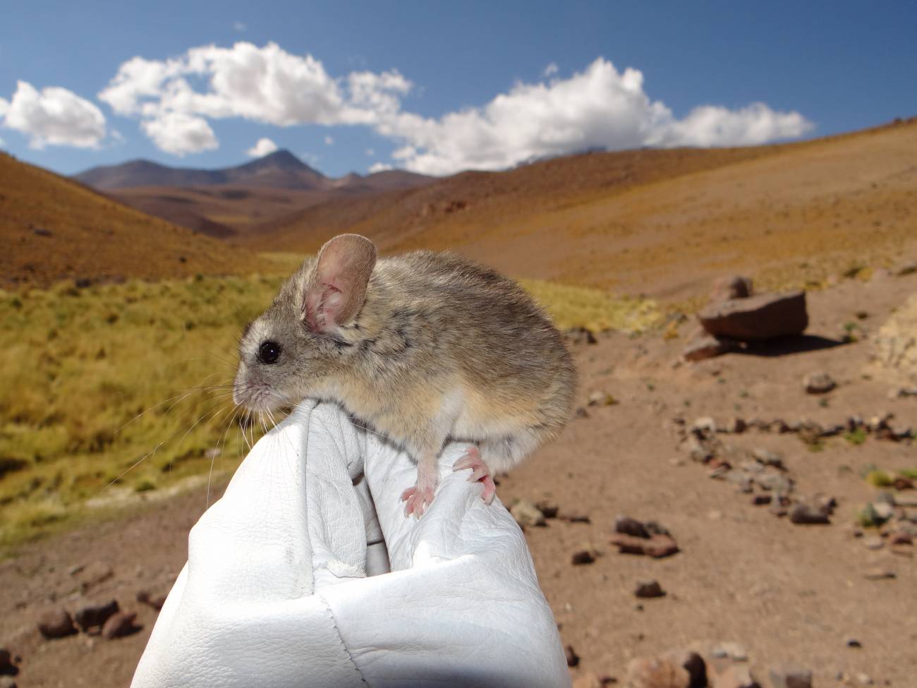 ratón de oreja de hoja